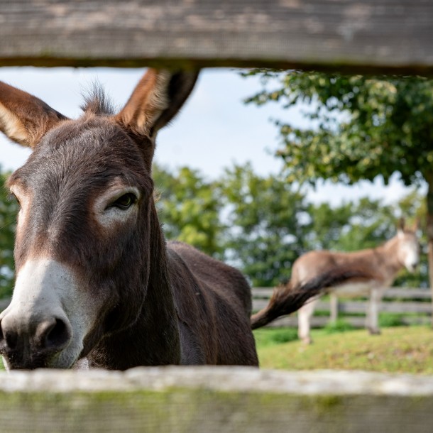  dsc6678 auswahl b
